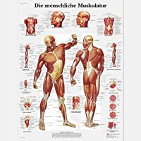3B Scientific VR0118L - La Musculatura humana (en alemán)